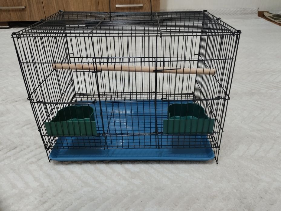 Андука   самец молодой