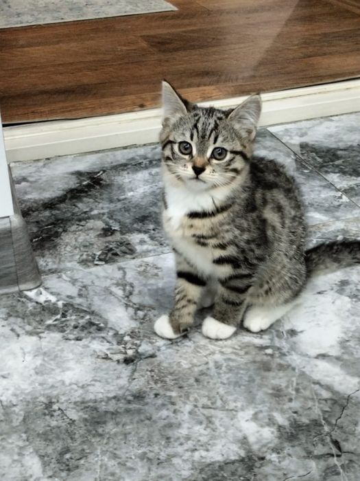 Отдам котенка в добрые руки