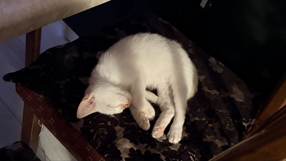Белоснежный котенок
