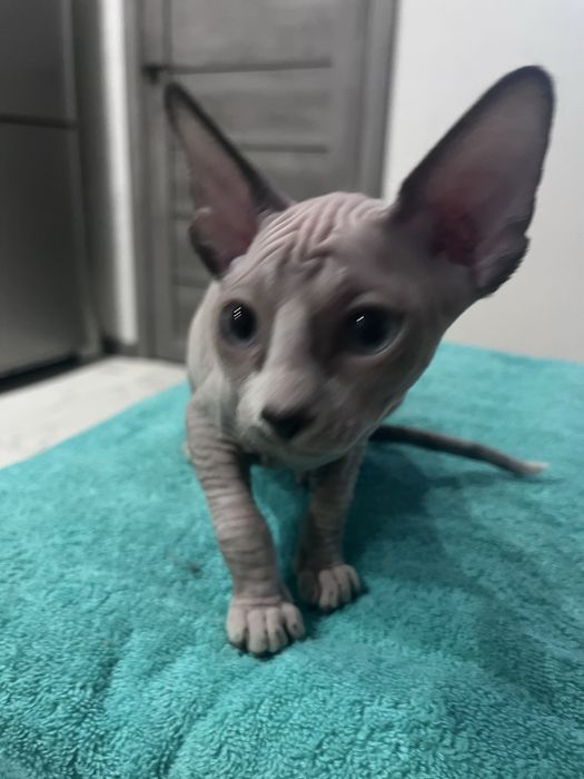 Котенок канадского сфинкса