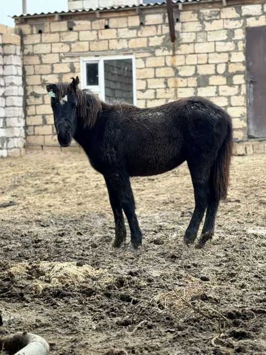 Ұрғашы жабағы сатылады