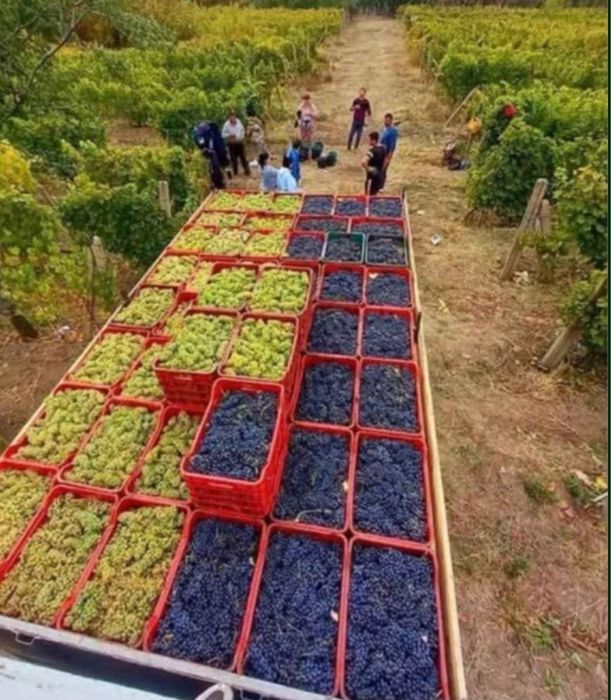 De vanzare struguri de vin