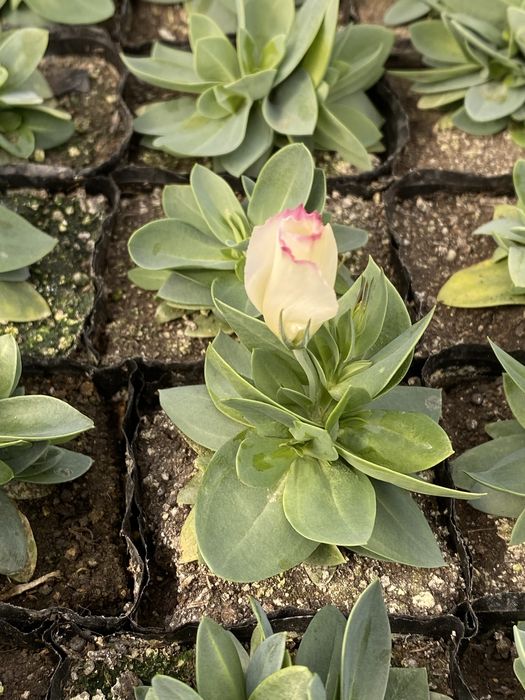 Саженцы эустомы , ирланская роза