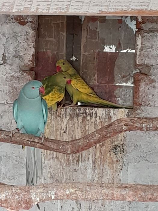 Papagali Micul Alexandru de vânzare.