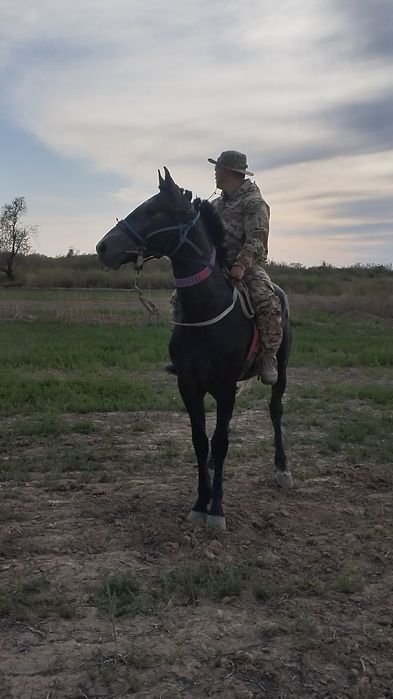 Айғырлыққа, көкпарға