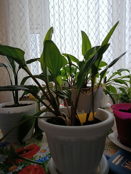 Продаю отростки цветов  и цветы женское счастье