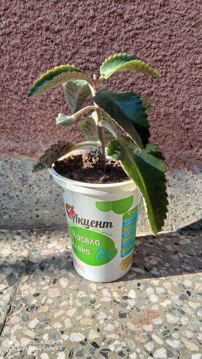 Продавам каланхое