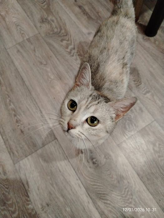 Кошечка молодая с необычным окрасом