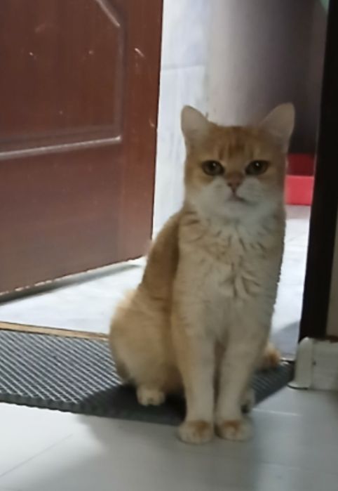 Продаётся золотая шиншилла девочка