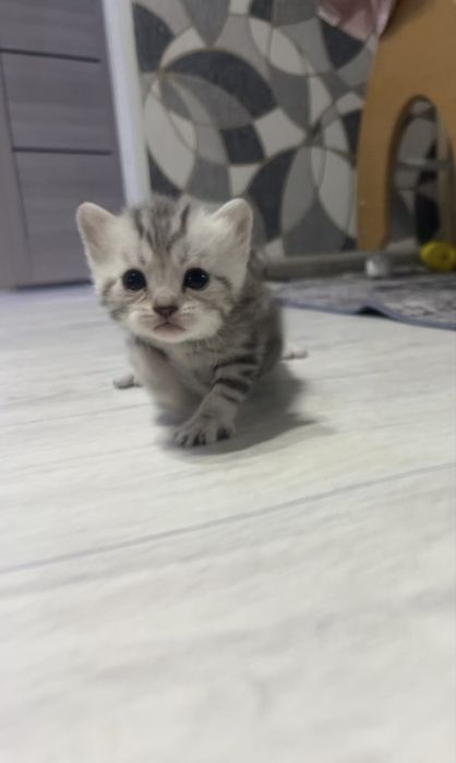 Скоттиш страйт котята Актобе