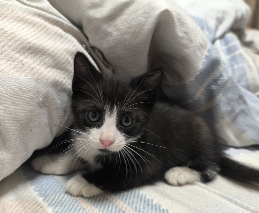 Отдам котят бесплатно