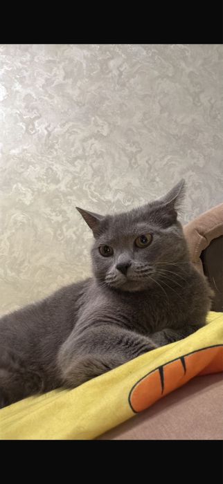 Отдам кошку в добрые руки