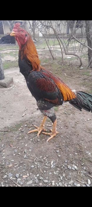 Дакан кораз сатылады