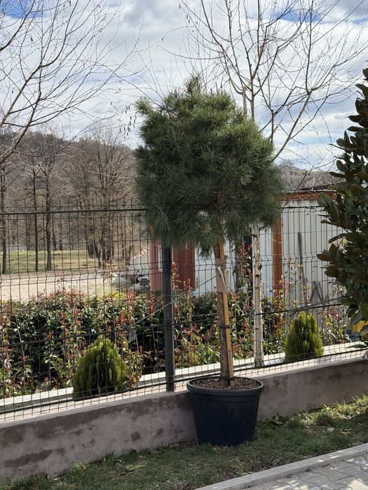 Vand plante ornamentale/amenajez spatii verzi