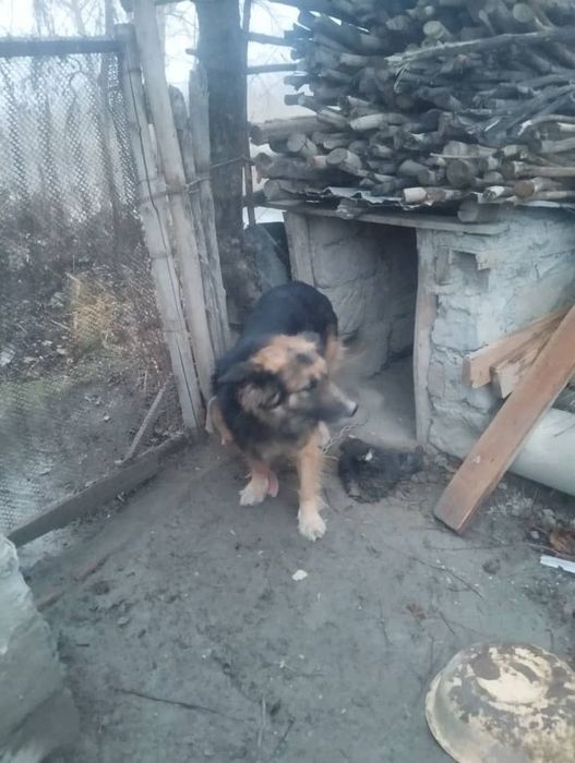 It sotiladi avcharka