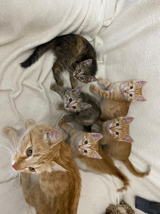 Котята 2-х месячные, отдам даром