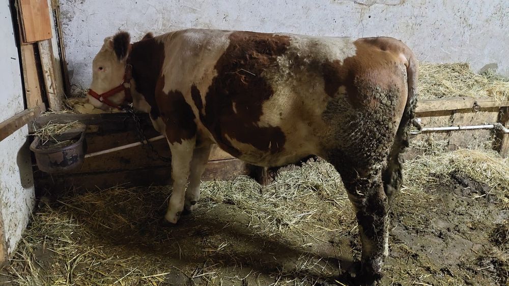 Tauras de vinzare 330kg