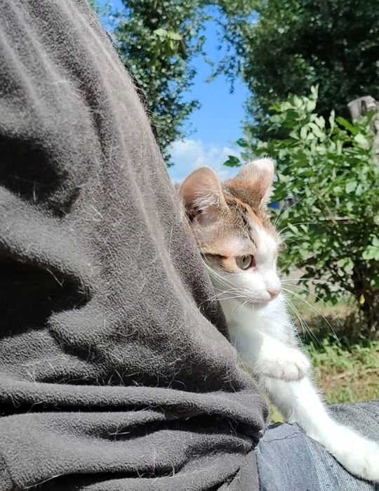 Кошка, котенок, стерилизована