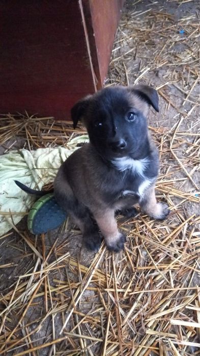 Подарявам кученца - белгийска овчарка (Малиноа) микс