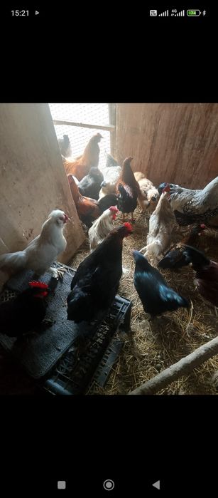 Дамашни тауыктар сатылады