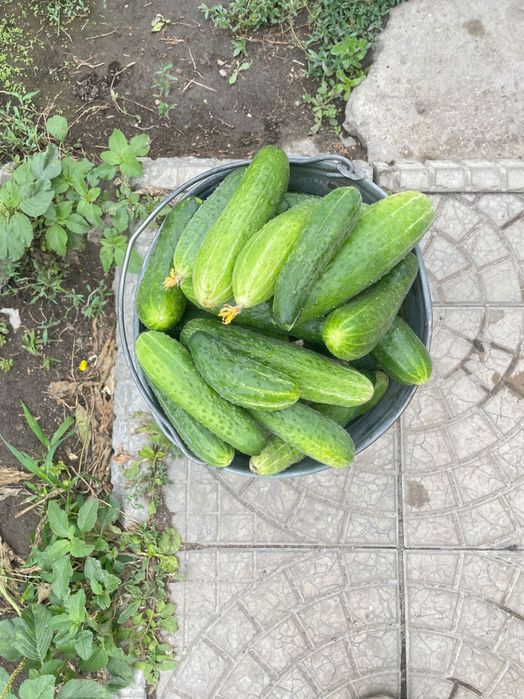 Продам огурцы домашние