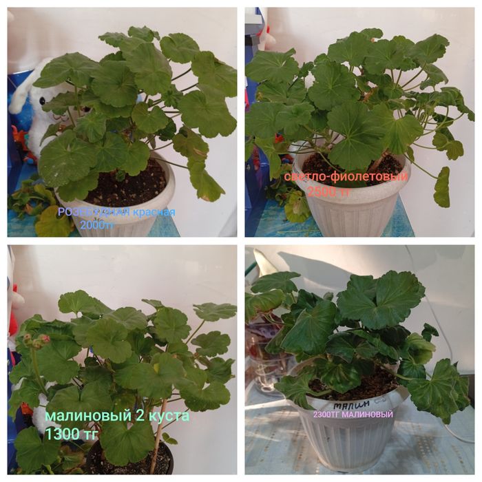 Продам цветы от 1000 тг и выше