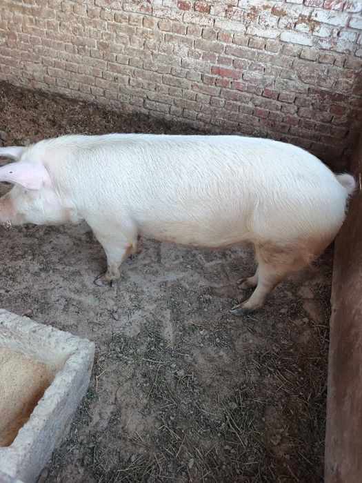 Прасе, 180 кг, животни