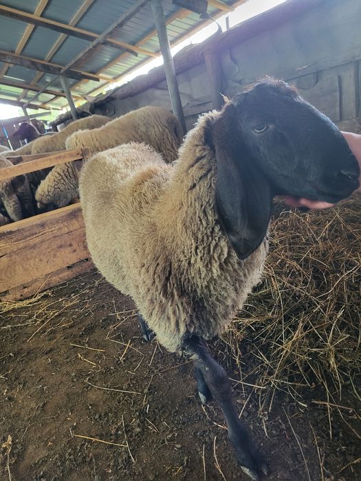 Berbec sârbesc de vanzare