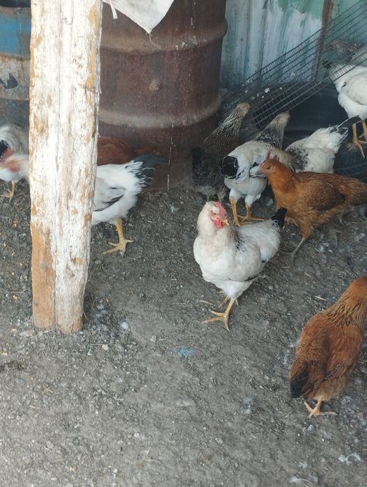 Продам петухов и индоуток