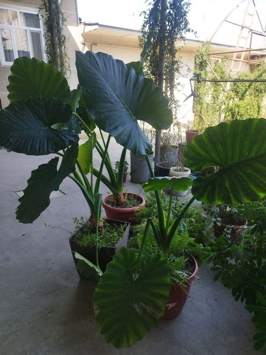 shu gullar sotiladi narxi kelishiladi