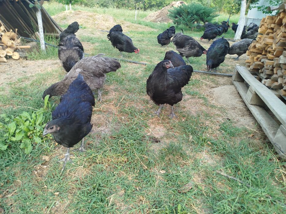 Găini și Cocosi Australorp 2026