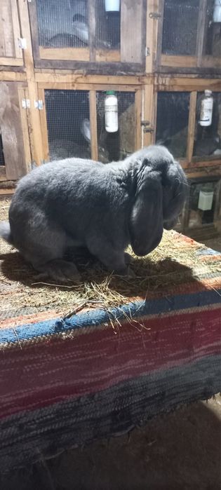 Зайци кочовати, новозеландски, великани жълти, белгийски черни