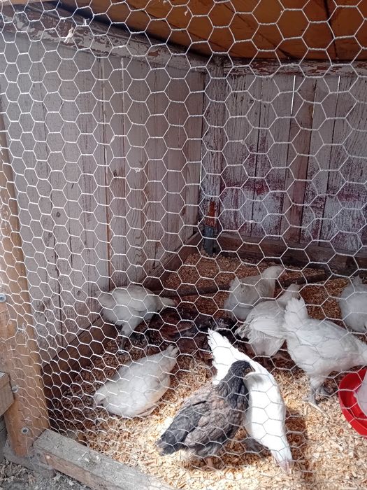 Pui la bresse 9 săptămâni