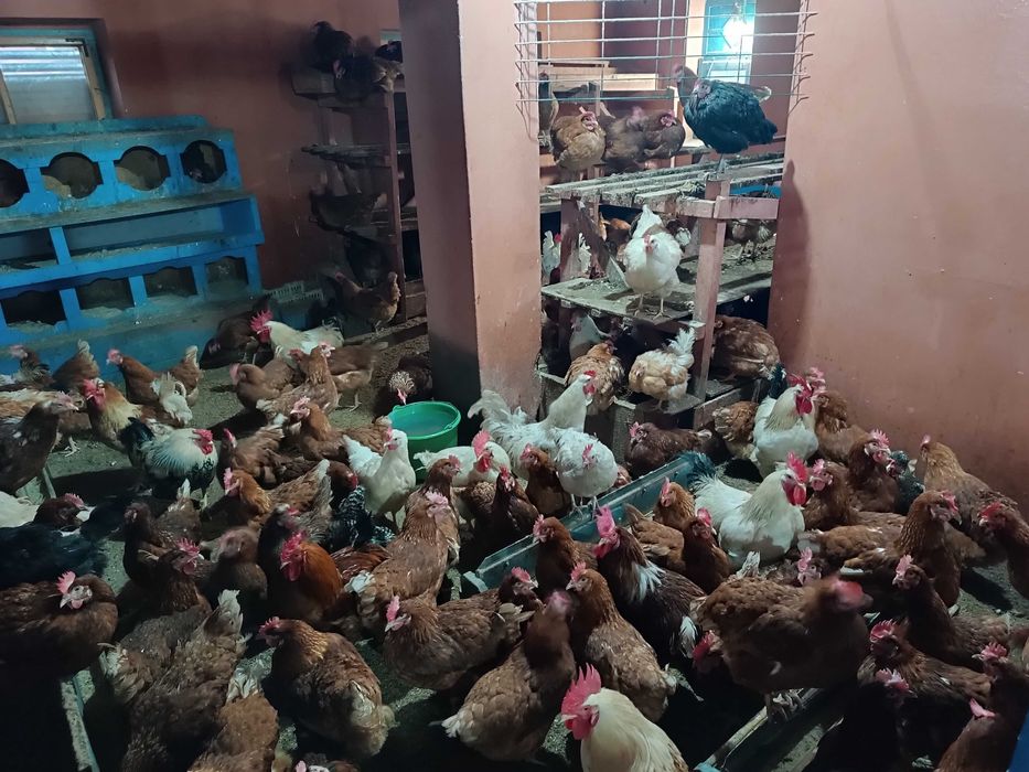 Pui de Vânzare și Servicii de Incubație Martie 2026