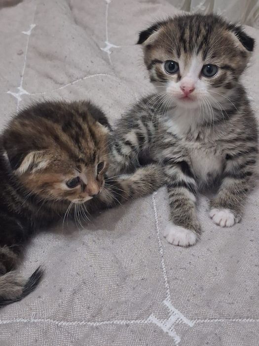 Вислоухие котята