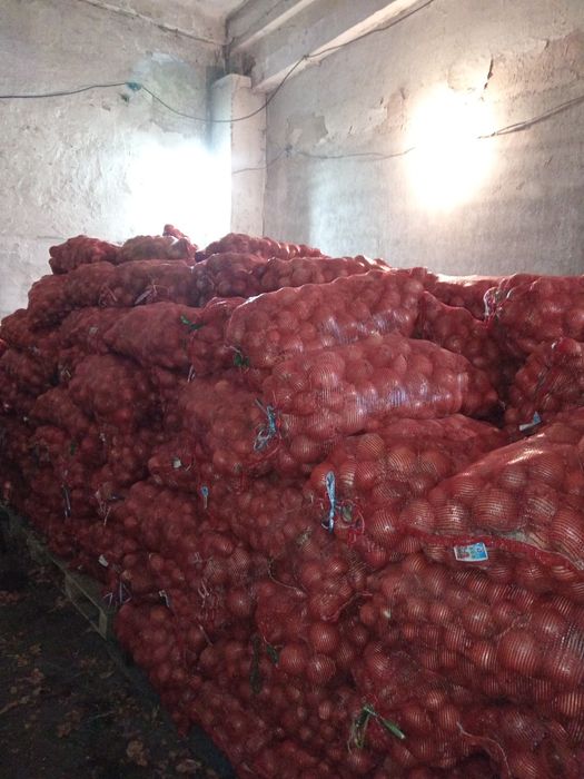 Лук оптом сухой отборный.