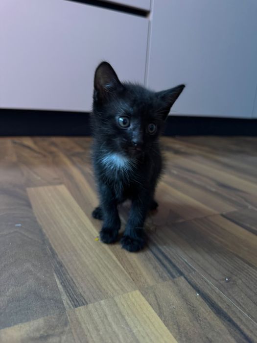 Отдам котят Турецкой Ангоры!