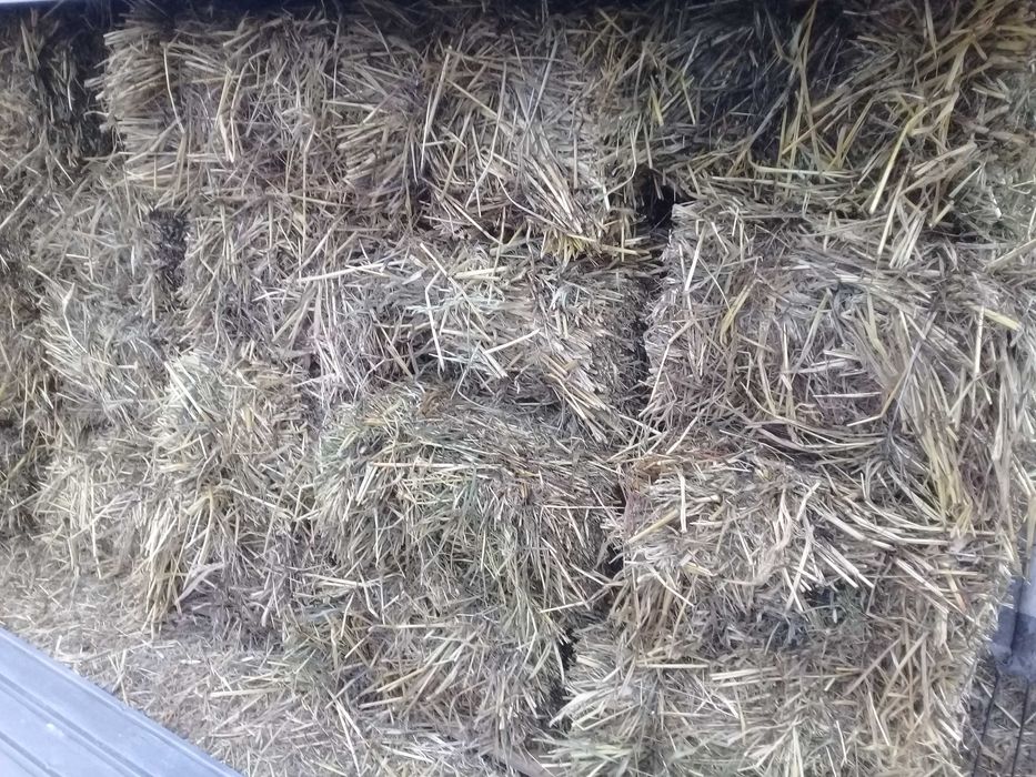 продам сено в тюках  в Кокшетау