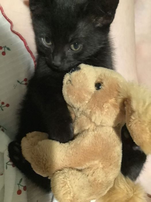 Котенок Мушукча яхши кулларга
