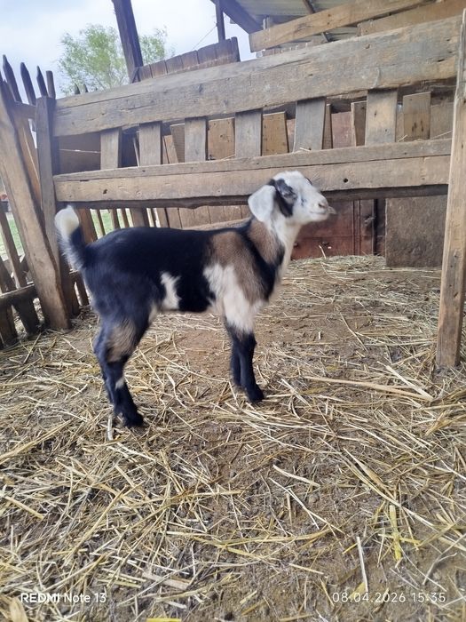 Англонубиский теке лак