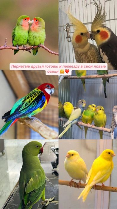 Волнистые попугаи ручные