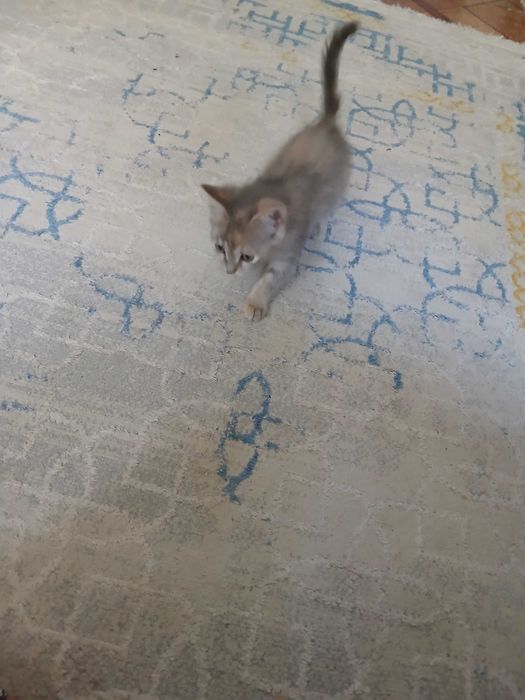 Отдам котенка к лотку приучен