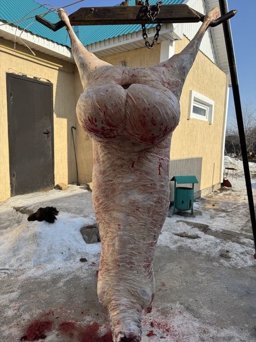 Баранина қой еті семіз тұсақ, қошқар