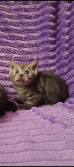 Продам шотландского котика