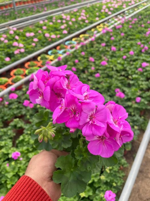 Geran felargonya yani felargonium