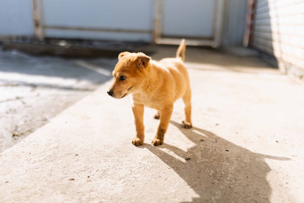 Отдам щенка бесплатно