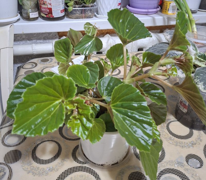 Продам   Бегонию