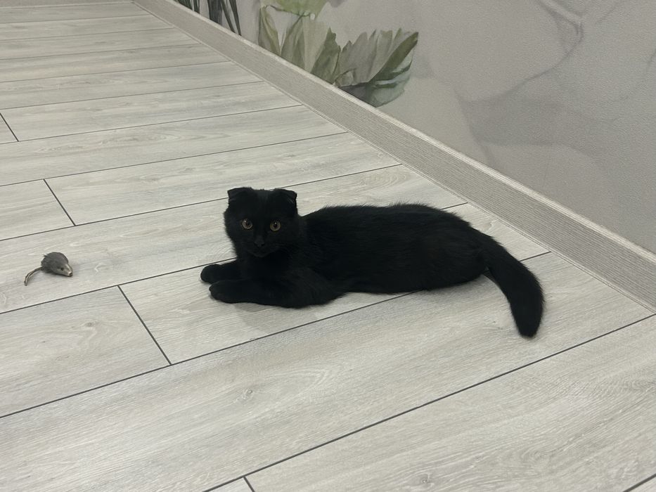 Котенок в добрые руки.