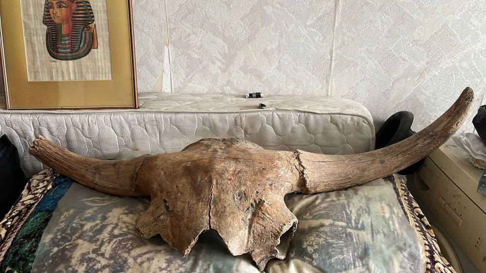 Череп древнего бизона