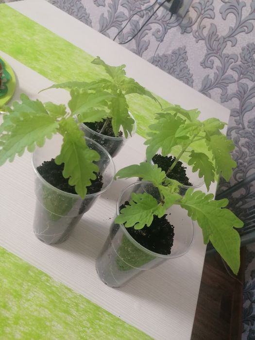 Комнатные цветы молодые